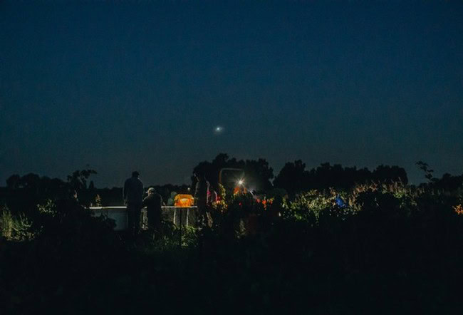 Night scene of Lodi Winegrape vineyards with people and starry sky in the background.