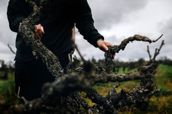 Person inspecting grapevines in a vineyard during harvest in Lodi, California.