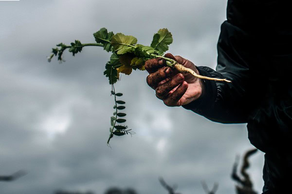 Close-up of a hand holding a grapevine with green leaves during harvest in Lodi, California.