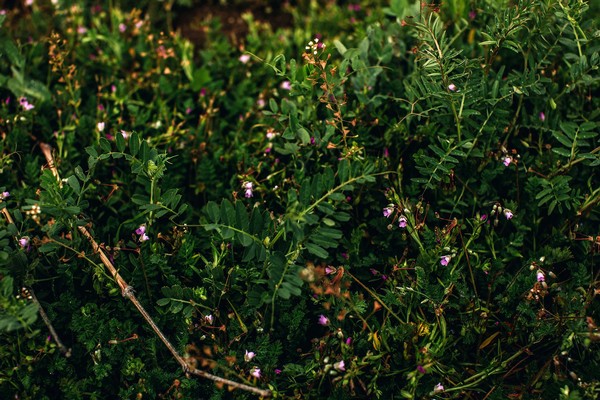 Close-up of lush Lodi winegrape vineyard with green foliage and small purple flowers.