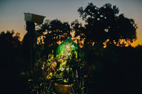Worker harvesting winegrapes at sunset in Lodi, California, with lush vines and a scenic background.