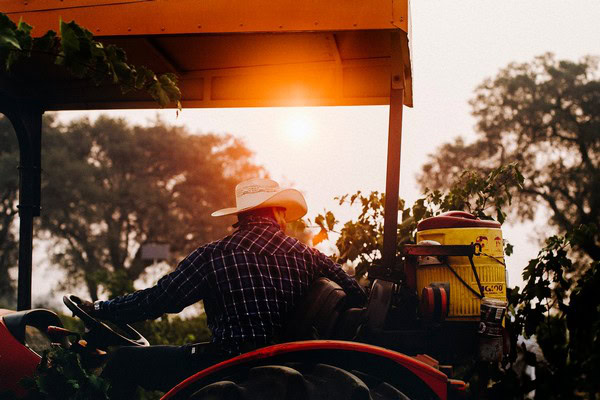 Farmer harvesting wine grapes in Lodi during sunset with vineyard equipment.
