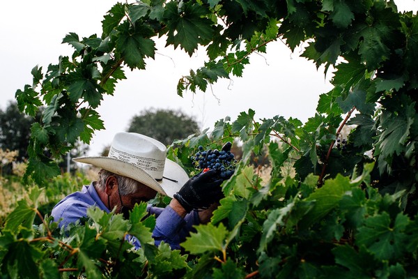 Vineyard worker harvesting grapes in Lodi, California, during the wine grape season.