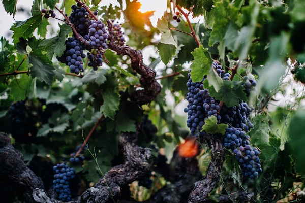 Close-up of ripe dark purple wine grapes on a vine in Lodi, California.