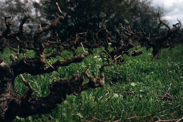 Close-up of grapevines in a Lodi vineyard during the growing season.