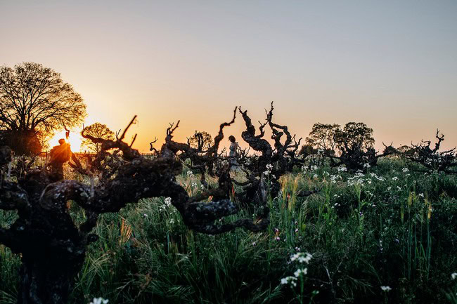 Vineyard in Lodi with gnarled grapevines at sunset, showcasing premium wine grapes for winemaking.