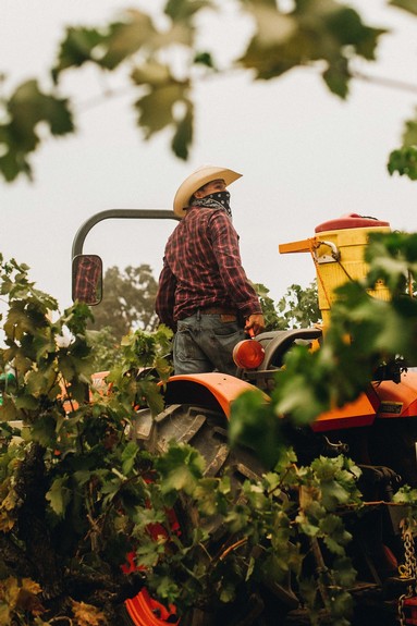 Farmer on tractor harvesting winegrapes in Lodi, California, during the daytime.