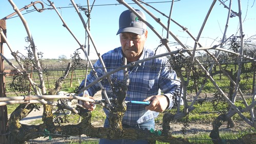 Vineyard worker inspecting grapevines in a Lodi wine grape vineyard during daylight.