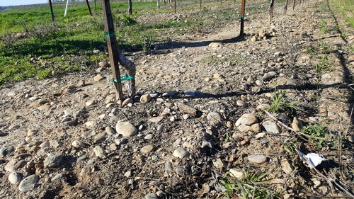Close-up of vineyard soil with young grapevines and support stakes in Lodi, California.