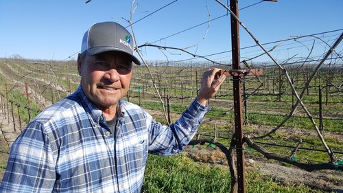 Winegrower inspecting grapevines in Lodi vineyard during daytime.