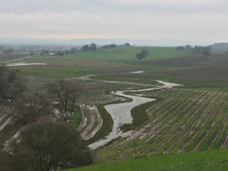 Scenic view of Lodi winegrape vineyards with a winding waterway and rolling hills in the background.