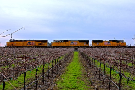 Vineyard rows in Lodi with a train passing in the background, showcasing local agriculture and transportation.