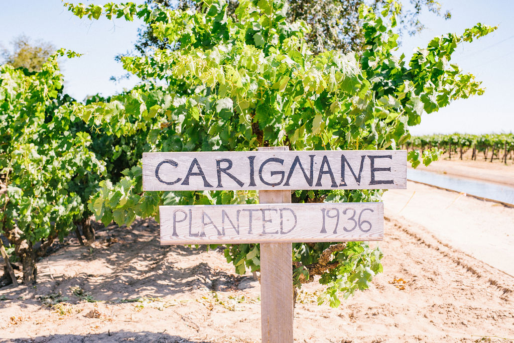 Vineyard sign reading 'Carignane Planted 1936' among lush grapevines in Lodi, California.