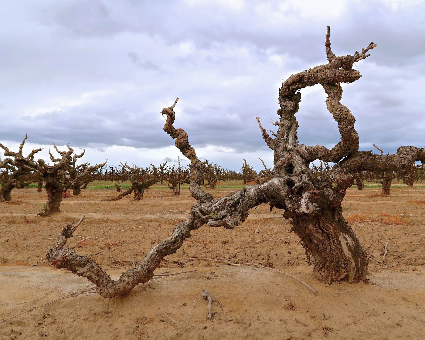 Old, gnarled grapevine in Lodi wine region under cloudy sky, showcasing historic vineyard roots.