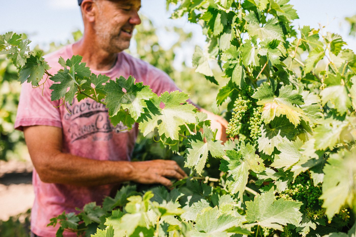Vineyard worker inspecting lush grapevines in a sunny Lodi wine region.