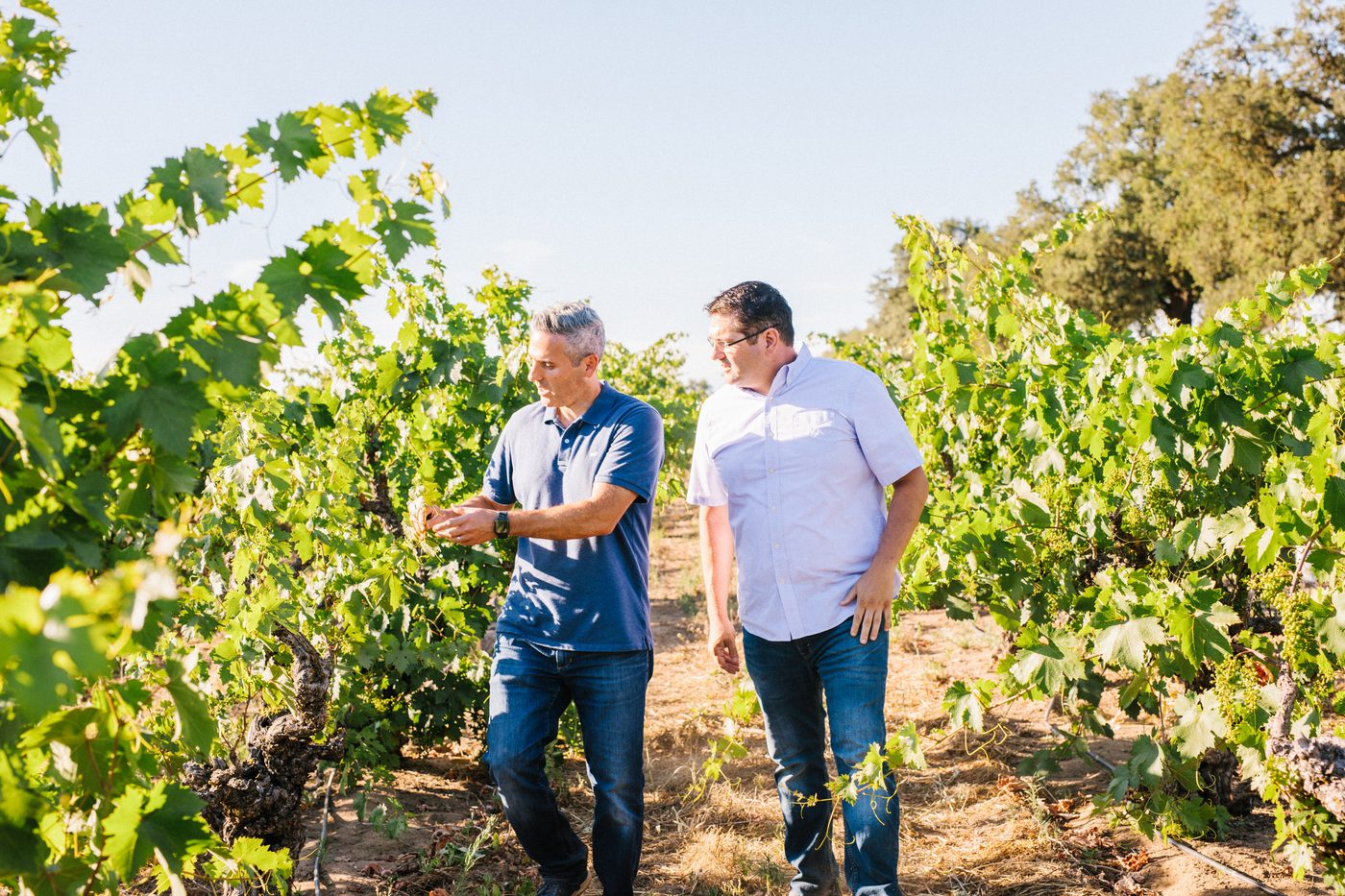 Two men walk through a lush vineyard in Lodi, California, inspecting grapevines during a sunny day.