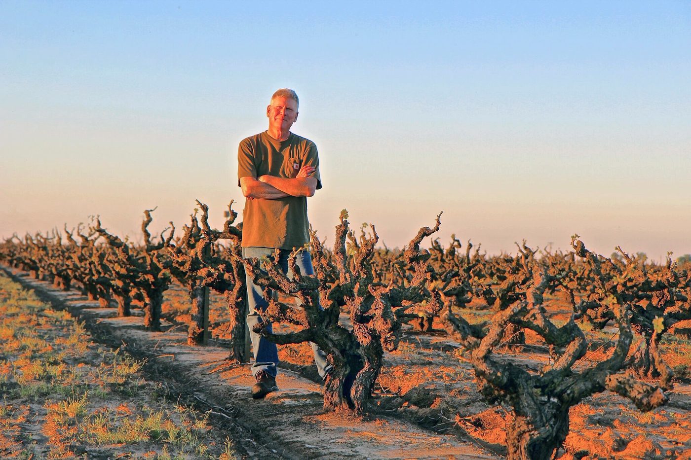 Vineyard worker standing among old grapevines at sunset in Lodi, California.