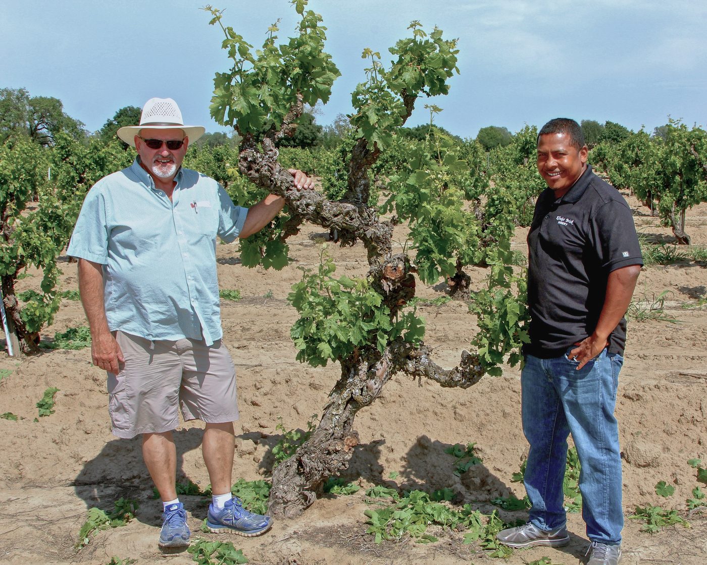 Two men in a vineyard with old grapevines, sunny sky, and lush greenery.